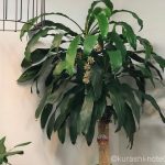 幸福の木って花が咲く?6年目に花をつけたドラセナマッサンゲアナ
