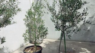 オリーブのある庭でカフェ気分を満喫。手軽にできる植えかたのコツ