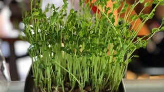 豆苗の恐るべき繁殖力!韓国風ナムルもこれでバッチリ!