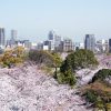 福岡の桜・お花見の穴場スポットとガイド集【2018年版】