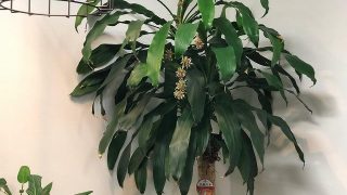 幸福の木って花が咲く?6年目に花をつけたドラセナマッサンゲアナ