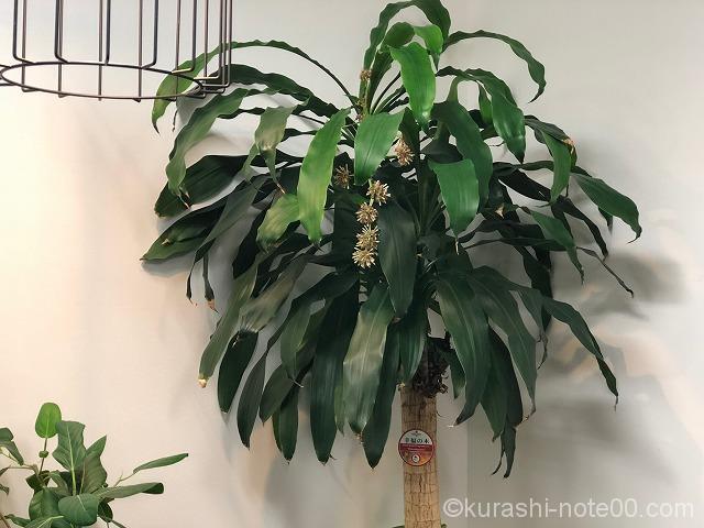 幸福の木って花が咲く 6年目に花をつけたドラセナマッサンゲアナ 暮らしの音 Kurashi Note