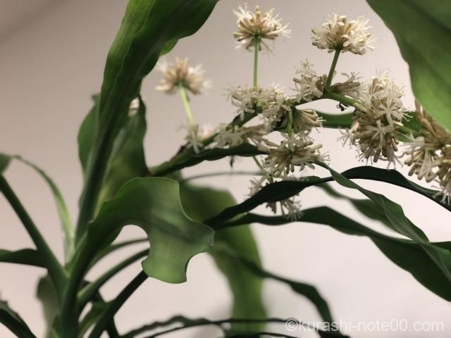 幸福の木って花が咲く 6年目に花をつけたドラセナマッサンゲアナ 暮らしの音 Kurashi Note