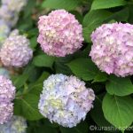 あじさいの花びらの色は土によって変わるって本当だった