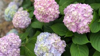 あじさいの花びらの色は土によって変わるって本当だった