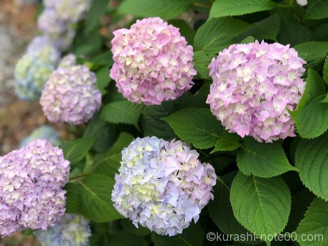 あじさいの花びらの色は土によって変わるって本当だった 暮らしの音 Kurashi Note あじさいの花びらの色は土によって変わるって本当だった 暮らしの音 Kurashi Note