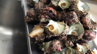 サザエの下ごしらえとレシピ|家庭のガスコンロでもおいしいつぼ焼きができる!