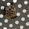 ベランダにハチの巣が!!自力で駆除できる?