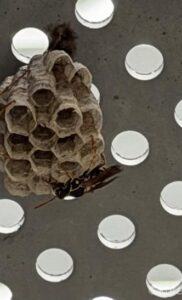 ベランダにハチの巣が!!自力で駆除できる?
