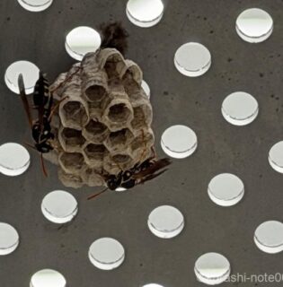 ベランダにハチの巣が!!自力で駆除できる?