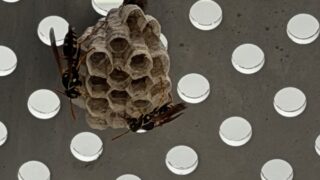 ベランダにハチの巣が！！自力で駆除できる？