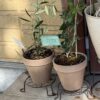 念願のオリーブ苗を植えてみる。3.5号から成長してくれるか？夏場に植え替えしたけど大丈夫？