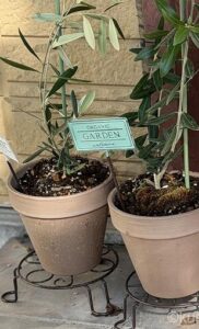 念願のオリーブ苗を植えてみる。3.5号から成長してくれるか?夏場に植え替えしたけど大丈夫?
