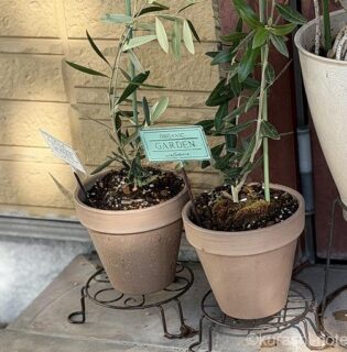 念願のオリーブ苗を植えてみる。3.5号から成長してくれるか？夏場に植え替えしたけど大丈夫？