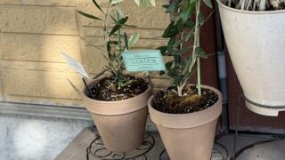 念願のオリーブ苗を植えてみる。3.5号から成長してくれるか？夏場に植え替えしたけど大丈夫？